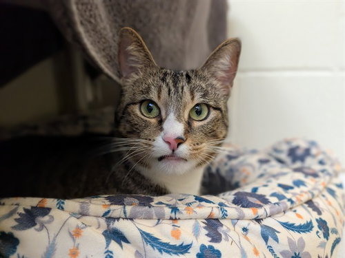 DAISY, a cat for adoption from City of Toronto Animal Services East Region