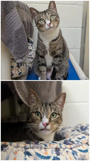 Daisy - Domestic Short Hair