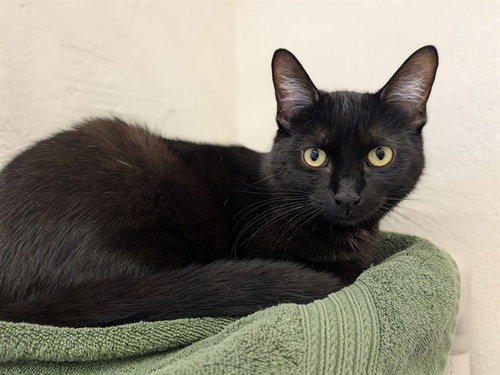 ZLATAN, a cat for adoption from City of Toronto Animal Services East Region