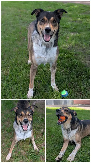 Bandit image 1
