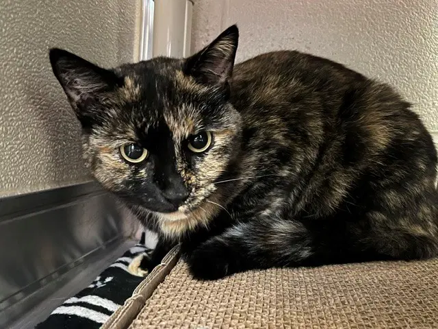 Apple - Domestic Short Hair