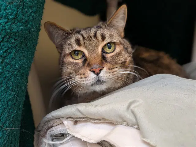 Bear - Domestic Short Hair