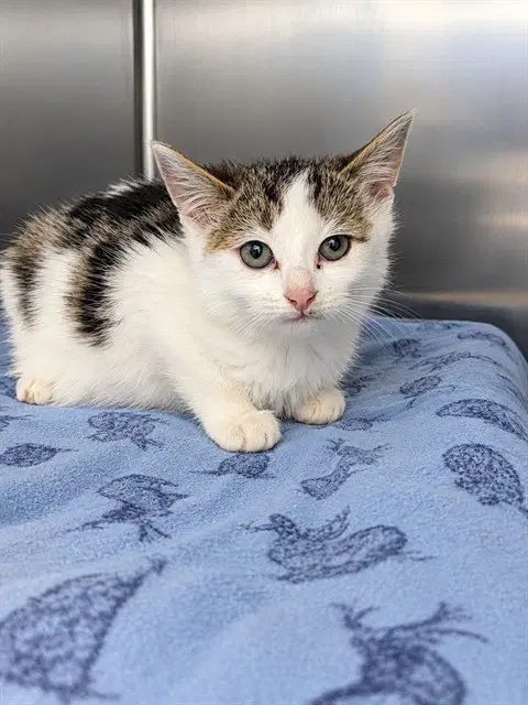 Rory - Domestic Medium Hair
