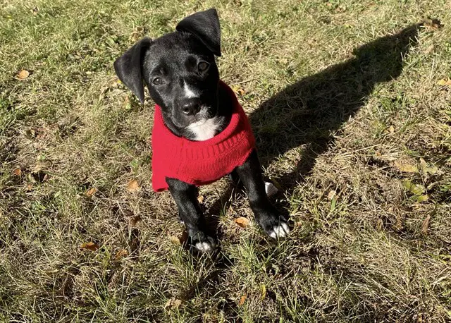 Lily - Labrador Retriever