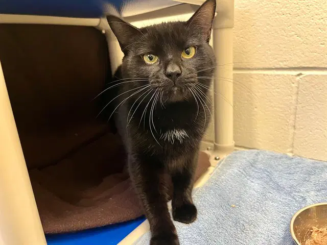 Fester - Domestic Short Hair