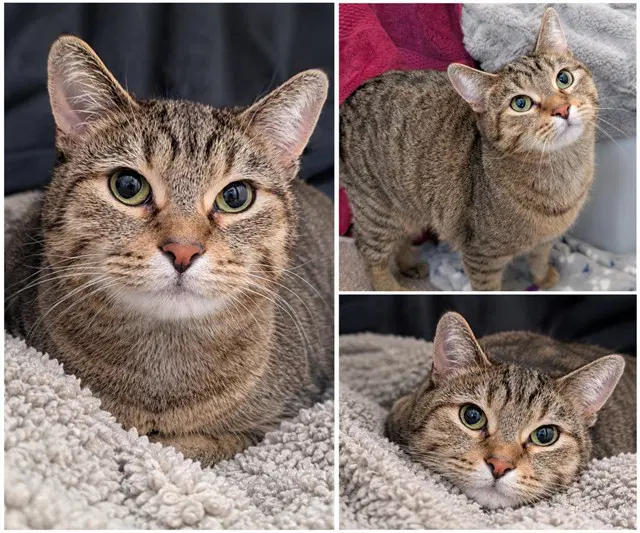 Josie - Domestic Short Hair