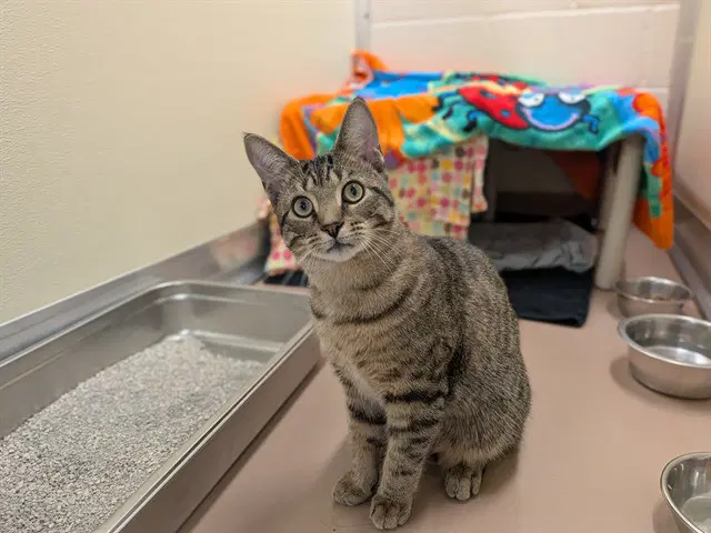 Rad - Domestic Short Hair