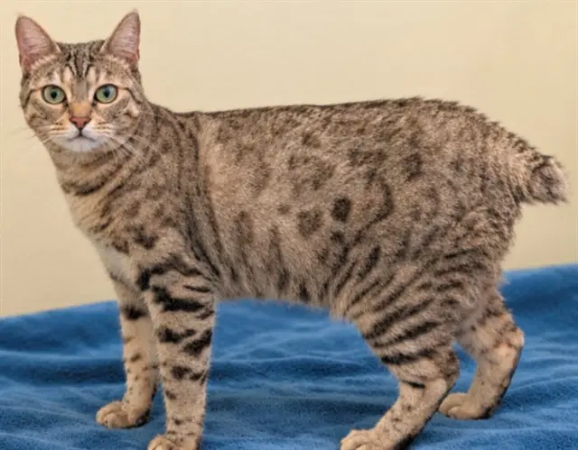 Barnaby - Manx