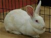 adoptable Rabbit in  named ILISA