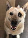 adoptable Dog in  named ACD Flex