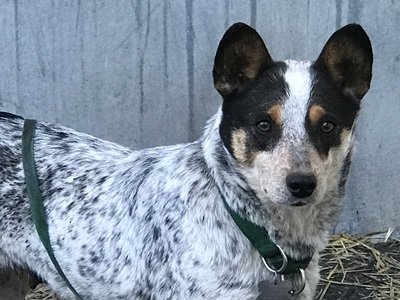 adoptable Dog in Remus, MI named ACD Theia