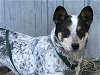 adoptable Dog in  named ACD Theia