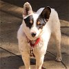 adoptable Dog in  named ACD Trident