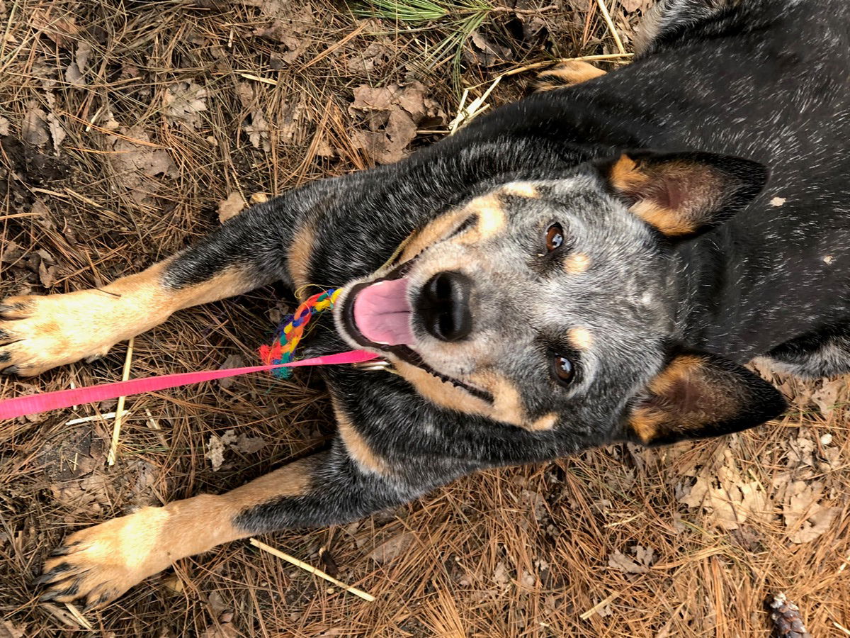 Dog for Adoption - ACD Iris Blue, a Australian Cattle Dog/Blue Heeler ...