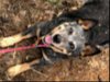 adoptable Dog in  named ACD Iris Blue