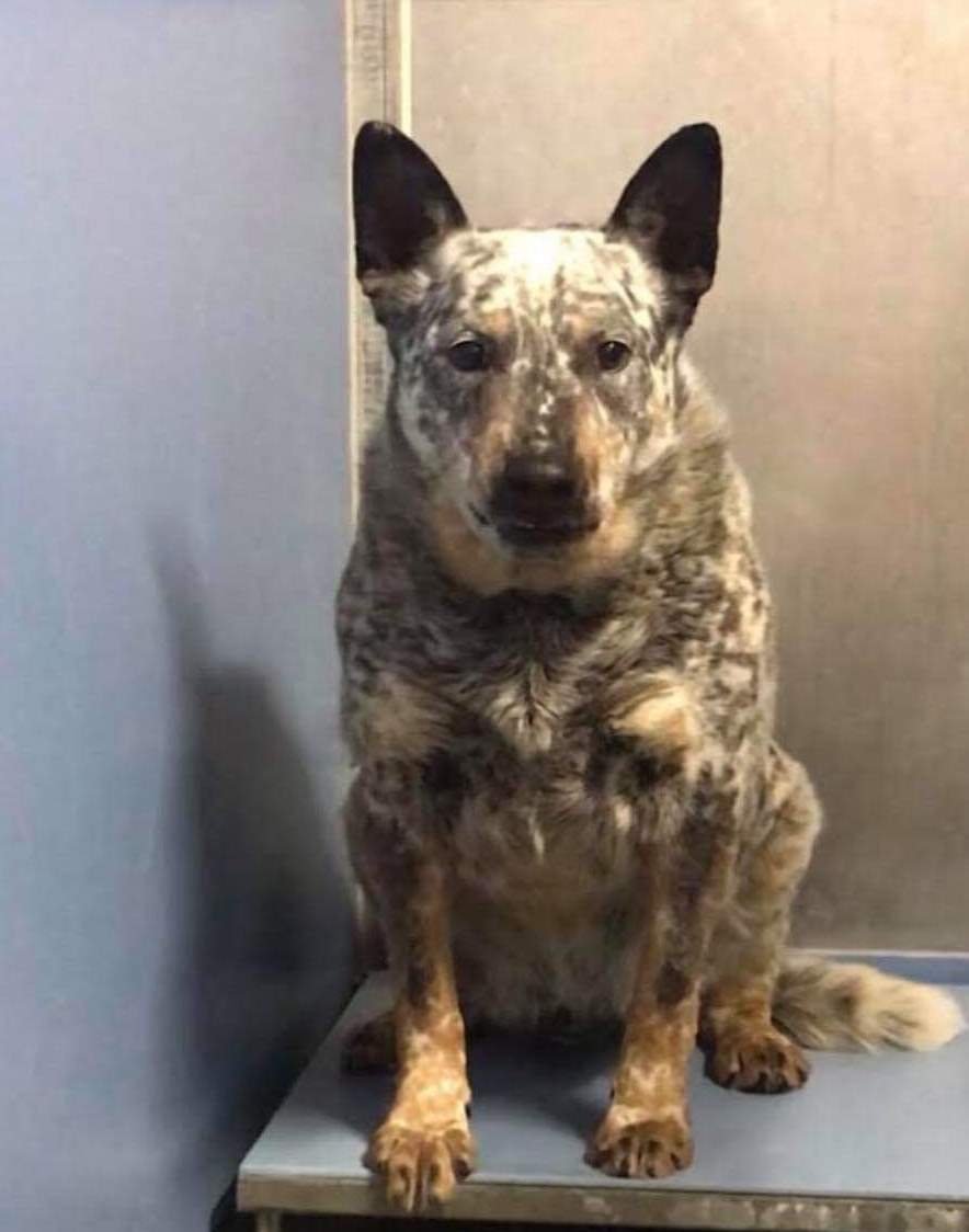 adoptable Dog in Remus, MI named ACD Melvin