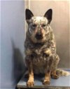 adoptable Dog in  named ACD Melvin