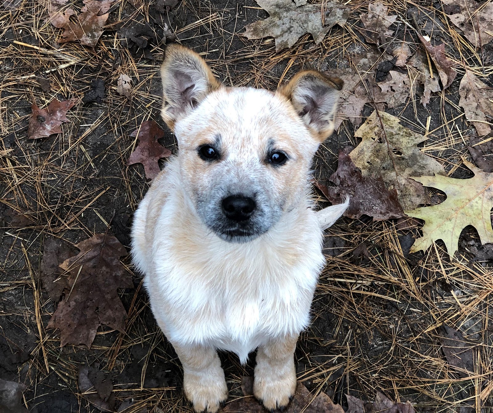 adoptable Dog in Remus, MI named ACD Red Heeler Pup Tyson