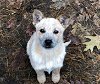 adoptable Dog in  named ACD Red Heeler Pup Tyson
