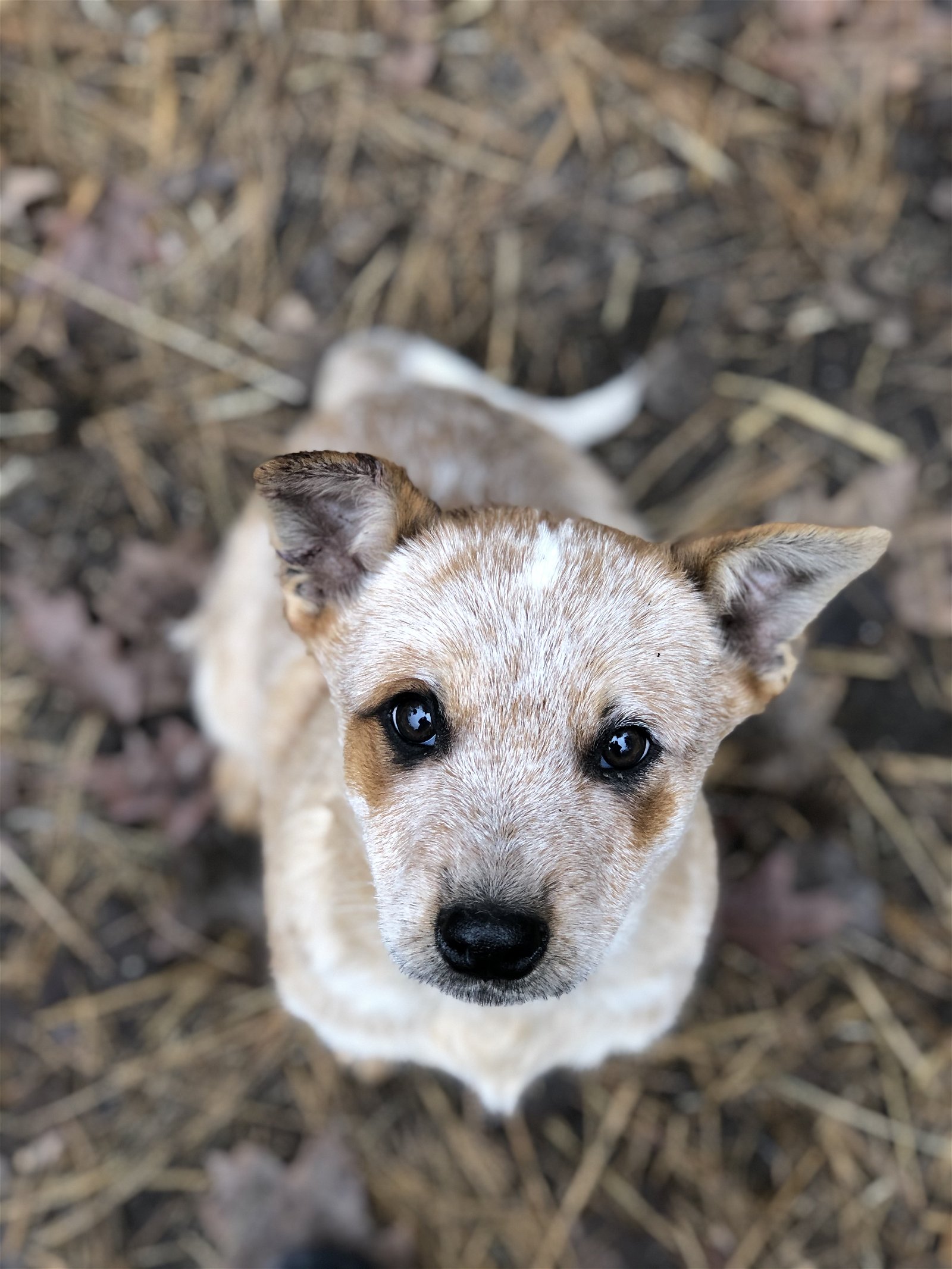 adoptable Dog in Remus, MI named ACD Red Heeler Pup Tyler