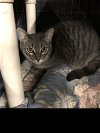 adoptable Cat in remus, MI named Feline Carrot (Male)