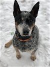 adoptable Dog in  named ACD Sr Gabriel