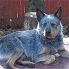 adoptable Dog in  named ACD Sr Napoleon is Deaf