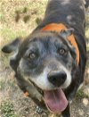 adoptable Dog in austin, TX named PECHO BLANCO