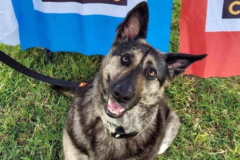 Dog adoption in Austin, TX 78703: German Shepherd Dog / Cardigan Welsh ...