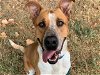 adoptable Dog in austin, TX named *BRIGHTON