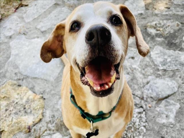 adoptable Dog in Austin, TX named GOLDIE