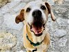 adoptable Dog in austin, TX named GOLDIE