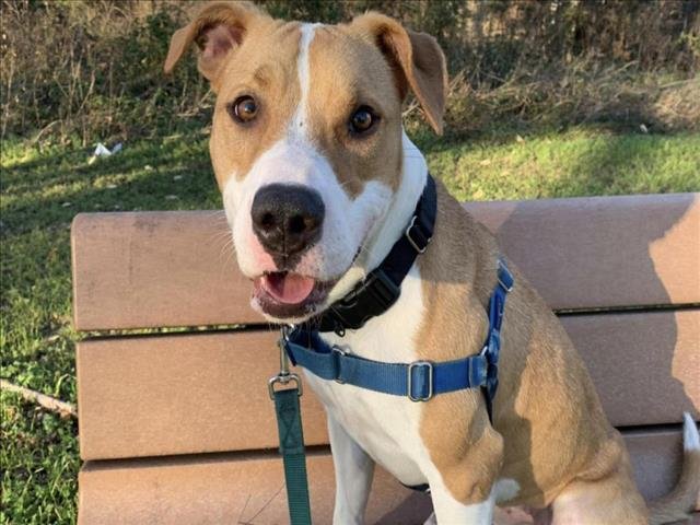 adoptable Dog in Austin, TX named MESHE