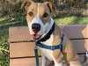 adoptable Dog in austin, TX named MESHE