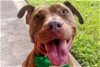 adoptable Dog in austin, TX named MESHEE