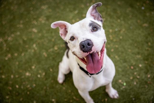 adoptable Dog in Austin, TX named *BINKLES