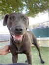 adoptable Dog in  named *LEVI