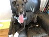 adoptable Dog in austin, TX named FRANKIE