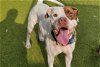 adoptable Dog in austin, TX named *CHEDDAR