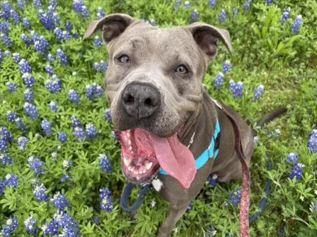 adoptable Dog in Austin, TX named *CHINA