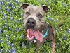 adoptable Dog in austin, TX named *CHINA