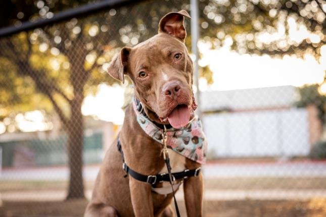 adoptable Dog in Austin, TX named *CALVIN