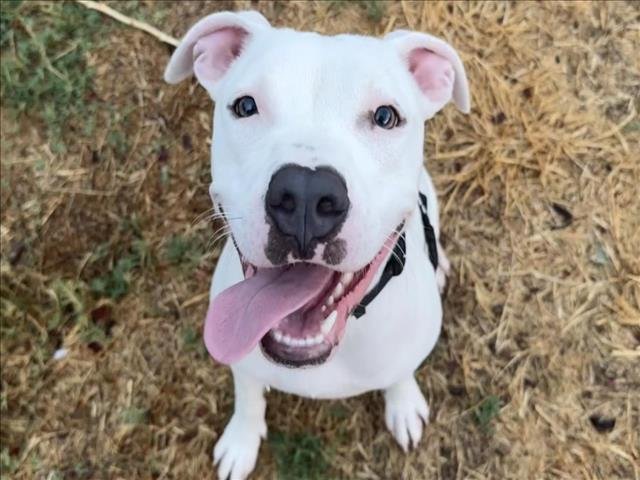 adoptable Dog in Austin, TX named *CONILEE