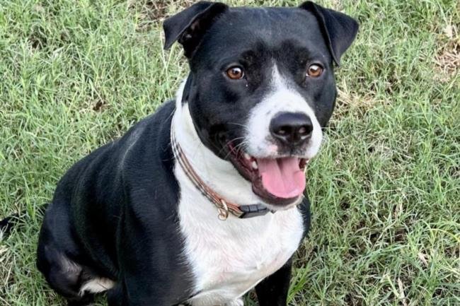 adoptable Dog in Austin, TX named LEXI