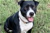 adoptable Dog in austin, TX named LEXI