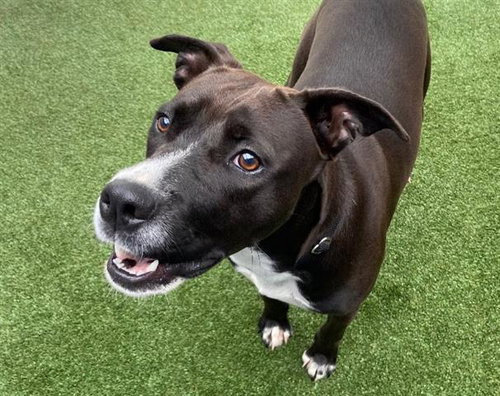 *LOVEBIRD - American Pit Bull Terrier / Labrador Retriever for adoption in Round Rock