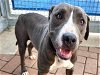 adoptable Dog in austin, TX named SUNFLOWER