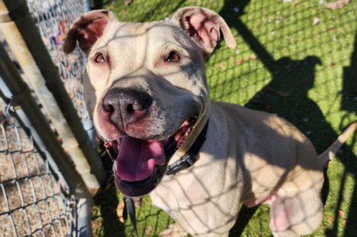 CASHEW - Pit Bull Terrier for adoption in Round Rock