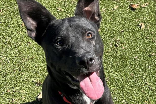 *HAPPY - Labrador Retriever for adoption in Round Rock