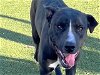 adoptable Dog in austin, TX named *DANCER